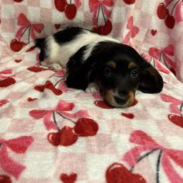 Male 2 LIMITED AKC - Piebald male Dachshund puppy in Aurora, Missouri from Baker Farms