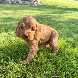 Birch - Red male Cockapoo puppy in Preston, Idaho from Shaffer Top Notch Puppies