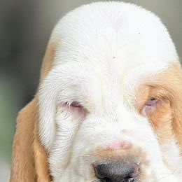 Basset Hounds from Woodshire Hounds