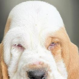 Basset Hounds from Woodshire Hounds