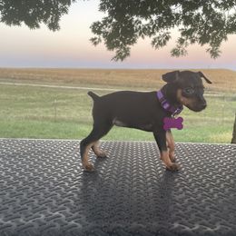 Bulldog and Miniature Pinscher Puppies from White Stone Ranch