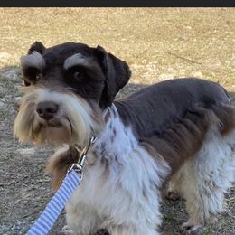 Trooper - Miniature Schnauzer