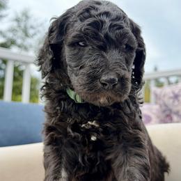 Clyde - Phantom male Goldendoodle puppy in Rainier, Oregon from Beaver Springs Puppies