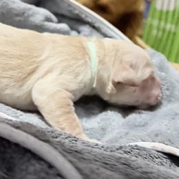 Valentine Valor - Light golden male Golden Retriever puppy in Gainesville, Florida from Heart and Soul Dog Breeding, Inc.