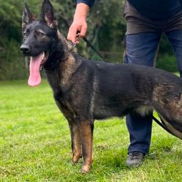 Viper - German Shepherd