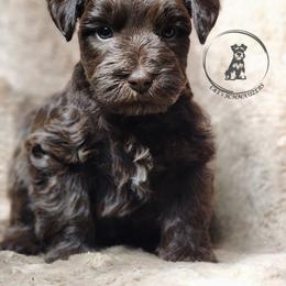 Blue - Liver male Miniature Schnauzer puppy in Trinity, Alabama from C&E'S Schnauzers