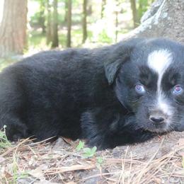Bud - Black tri-color male Australian Shepherd puppy in Macon, Georgia from Shaina’s Shepherds