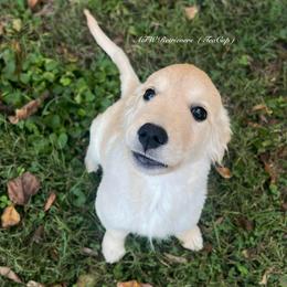 TeaCup - Light golden female Golden Retriever puppy in Murfreesboro, Tennessee from ATW Retrievers