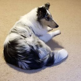 Ashleigh - Collie