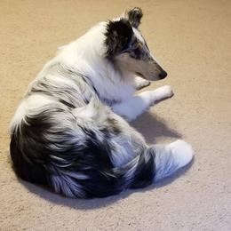 Ashleigh - Collie