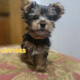Guinness - Black and tan male Yorkshire Terrier puppy in Conyers, Georgia from Furrever Puppy Co.