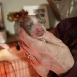 Girl 1 - Piebald female Dachshund puppy in Buchanan, Georgia from Kiser Creek Dachshunds
