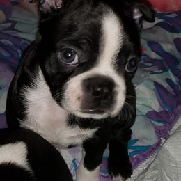 Boston Terrier Puppies from Beatrice's Kennels