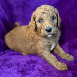 Macbeth - Apricot female Poodle puppy in St. Johnsbury, Vermont from Poodles of the Northern Woods