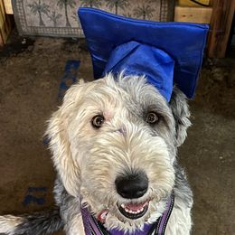Old English Sheepdogs from Jenn's Old English Sheepdogs