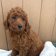 Light purple - Red female Irish Doodle puppy in Bloomfield, Iowa from Schooley Doodles