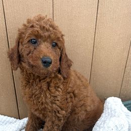 Light purple - Red female Irish Doodle puppy in Bloomfield, Iowa from Schooley Doodles