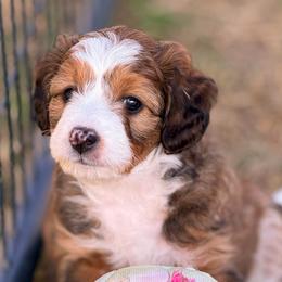 Hamm (Mr. White) - Brown and white male Aussiedoodle puppy in Georgetown, Texas from Mc Doodles of Texas LLC