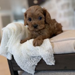 Skipper - Red male Cavapoo puppy in South Jordan, Utah from Lady Paws Puppies - Cassie