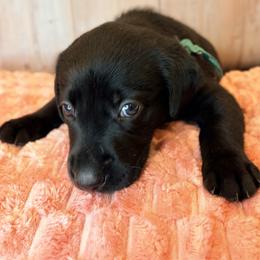 Green Collar Black Male - Black male Labrador Retriever puppy in Gainesville, Georgia from Rucker Retrievers