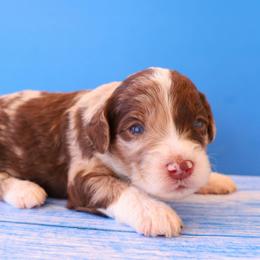 Prince - Red merle male Aussiedoodle puppy in Apache Junction, Arizona from Loving Doodle