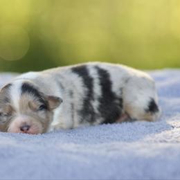 Bmm - Blue merle male Miniature American Shepherd puppy in Stephenville, Texas from Diamond H Aussies