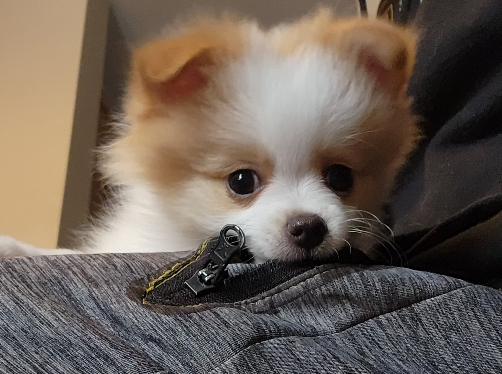 Pomeranian Puppies from Fire Dove Pom