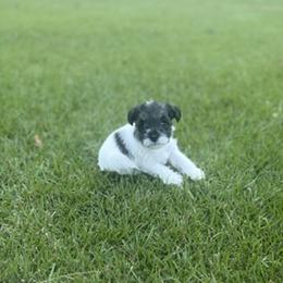 Miniature Schnauzer Puppies from Rebecca LeBoeuf