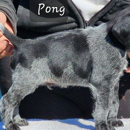 Pong - Black and white German Wirehaired Pointer puppy in Wellston, Ohio from Blue Line GWPs