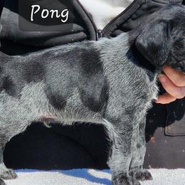Pong - Black and white German Wirehaired Pointer puppy in Wellston, Ohio from Blue Line GWPs