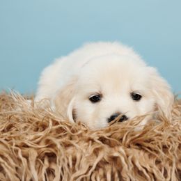 Liberty - Light golden Golden Retriever puppy in Heber City, Utah from Wasatch Back Companions