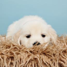 Liberty - Light golden Golden Retriever puppy in Heber City, Utah from Wasatch Back Companions