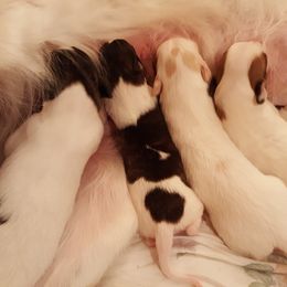 Silken Windhound Puppies from Allagante Silkens