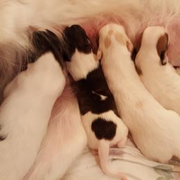 Silken Windhound Puppies from Allagante Silkens