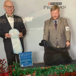 Cocker Spaniel All Grown Up from Starlight's American Cockers