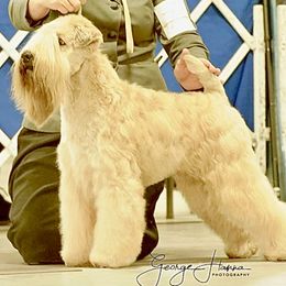 Thai - Soft Coated Wheaten Terrier