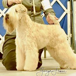 Thai - Soft Coated Wheaten Terrier
