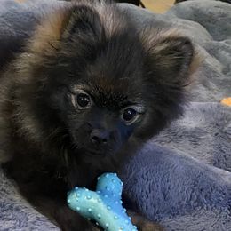 BJ - Pomeranian puppy in Odon, Indiana from Rocky Branch Poms