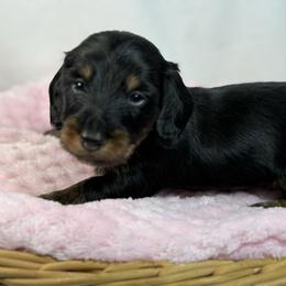 Female 2150 - Black and tan female Dachshund puppy in Nashville, Arkansas from Whisenhunt Farms