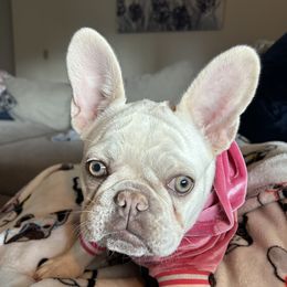 Dolly - French Bulldog