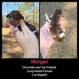 Morgan - Piebald female Dachshund puppy in Quitman, Mississippi from S-and-A Kennels