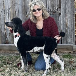 Missy Mercedes - Poodle