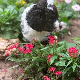 Aussiedoodle Puppies from Crystal Ridge Doodles
