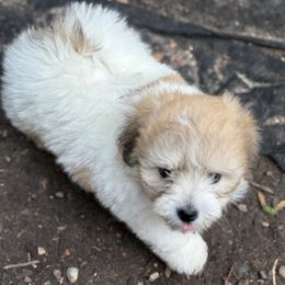 Coton de Tulear and Sheepadoodle Puppies from Majestic Creek Puppies