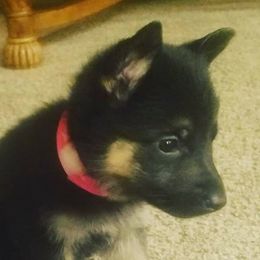 German Shepherds from Hundes Des Waldes Working Dogs