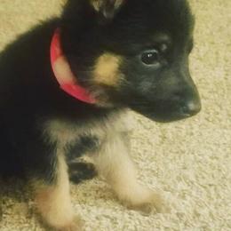 German Shepherds from Hundes Des Waldes Working Dogs