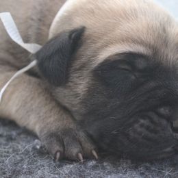 Mastiff Puppies from Fire Creek Mastiffs