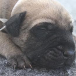 Mastiff Puppies from Fire Creek Mastiffs