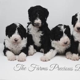 Sheepadoodle Puppies from The Farms Precious Doodles
