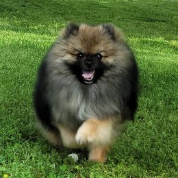 Valyrian - Pomeranian